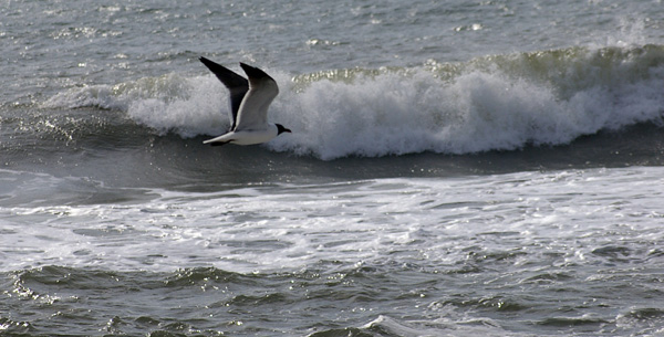 Bird and Wave